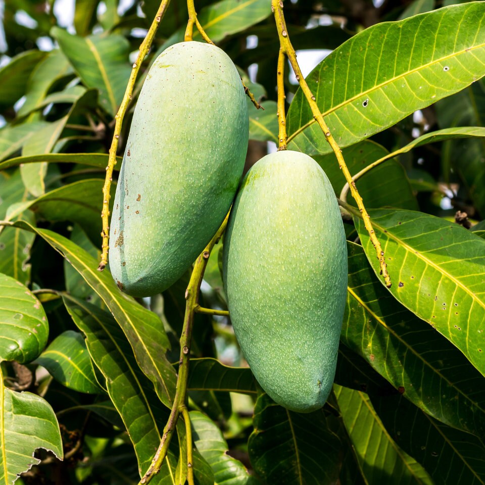 Papaya Tree Seeds 30 Pack Carica Papaya, Nongmo, Tropical Fruit Garden