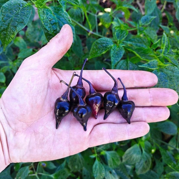 Exotic Biquinho Black Hot Pepper Seeds (5) - Rare Heirloom Variety, Ideal for Spicy Culinary Creations, Unique Gardening Gift