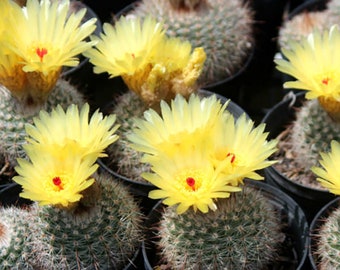 Cactus Parodia Seed Mix - 10 Exotic Varieties, Easy Grow Home Garden Kit, Perfect Gardening Gift for Plant Lovers