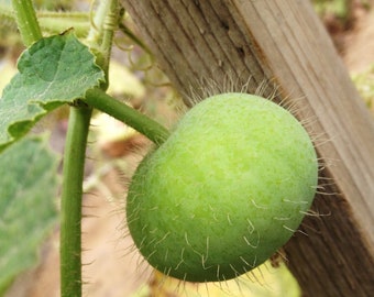 Heirloom Tinda Seeds Pack - Grow Your Own Green Baby Pumpkins with 5 Premium Seeds, Perfect Gardening Gift