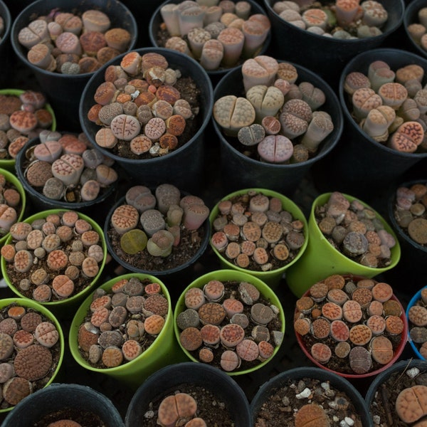 Exotic Lithops Hookeri f.vermiciulate Seeds - 10 Count, Collector's Living Stones, Perfect for Desert Plant Lovers