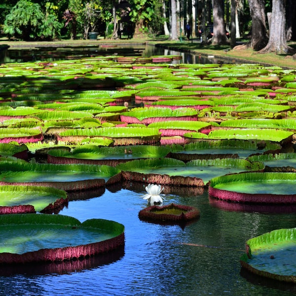 Giant Water Lily Seeds (5 pcs.) - Victoria Cruziana Amazonica, Exotic Aquatic Plant for Home Pond, Unique Gardening Gift