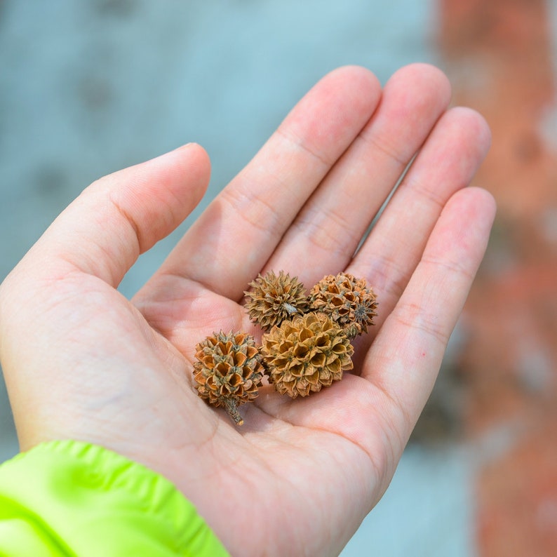 Casuarina Equisetifolia Seeds Grow Your Own Suru Tree, Australian Pine Home Garden, Eco-Friendly Gift 50/200/1000 Pack image 5