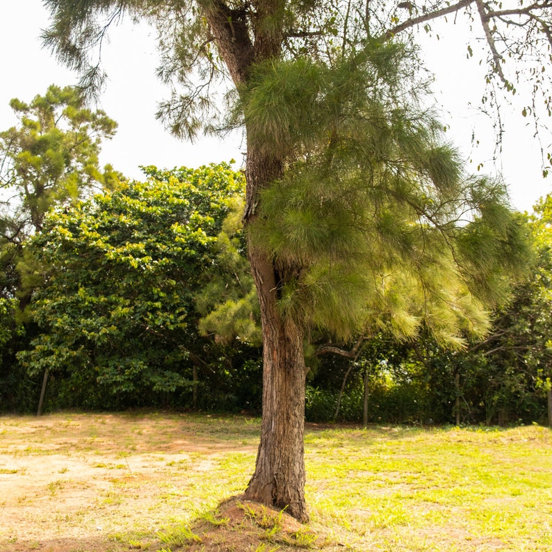 Casuarina Equisetifolia Seeds Grow Your Own Suru Tree, Australian Pine Home Garden, Eco-Friendly Gift 50/200/1000 Pack image 1