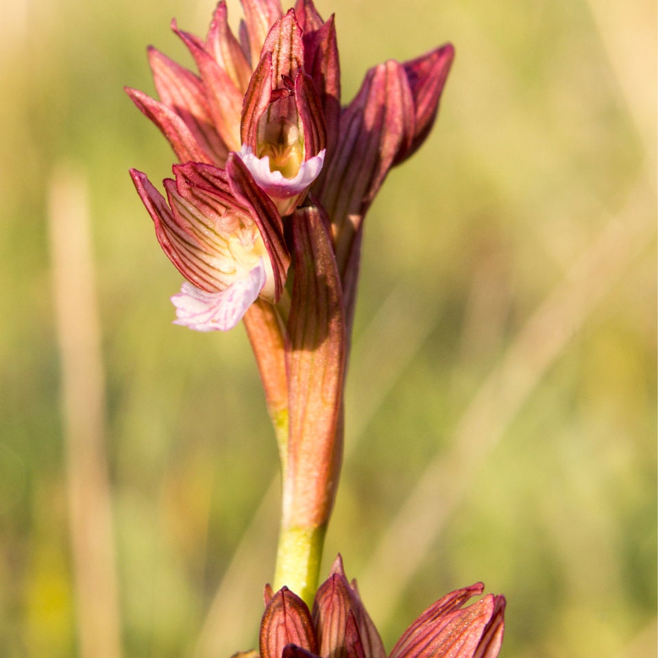These Rare Orchids Look Like Monkey Faces, and You Can Buy the Seeds