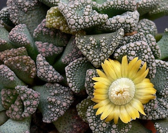 Titanopsis Calcarea Seeds - Exotic Succulent Planting Kit, Rare Living Stone Seeds for Garden Enthusiasts