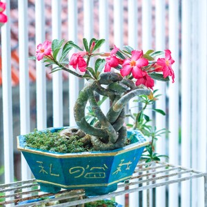 Rare Adenium Socotranum Seeds 'Black Hawk × SPR' - Exotic Desert Rose, Perfect for Unique Gardening Gifts & Plant Enthusiasts