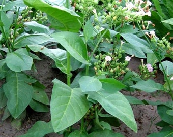 Tobacco Ahus (Alida) 30/100/500 Pcs fresh seeds, Nicotiana tabacum, Tobacco bush seeds, Organic seeds, Non GMO