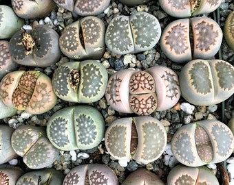 Assorted Lithops Seeds - 10/100 Colorful Mix, Easy-Grow Exotic Succulents, Unique Gift for Plant Lovers & Enthusiasts