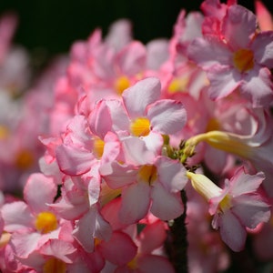 Exotic Adenium Flower Seeds Trio Grow Your Own Arabicum Mix, Ideal for Plant Lovers, Thoughtful Green Thumb Gift image 6