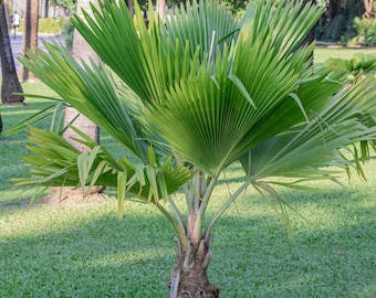 Rare Hawaiian Palm Seeds, Prichardia Pacifica - 3 Seed Pack, Grow Your Tropical Paradise, Perfect Gardener Gift