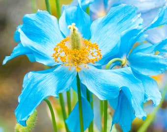 Exotisch blauw Himalayan Poppy Seed Pack - Selecteer uw hoeveelheid, weelderige bloementuintoevoeging, ideaal voor thuistuinders