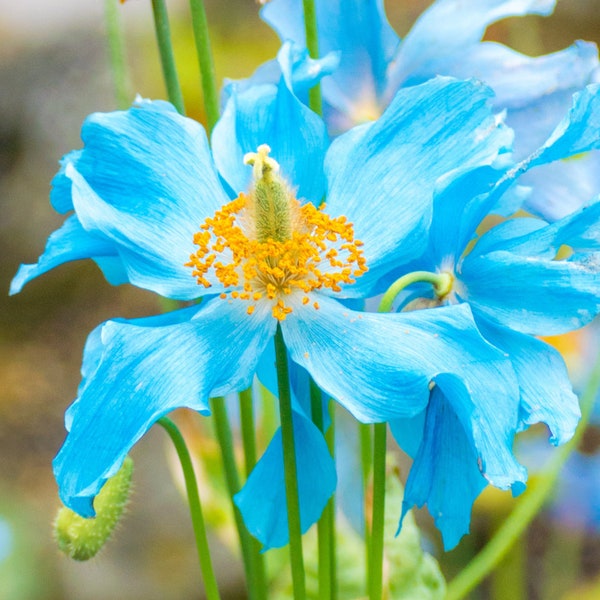 Exotische blaue Himalaya-Mohnsamenpackung - Wählen Sie Ihre Menge aus, üppige Blumengartenergänzung, ideal für Hausgärtner