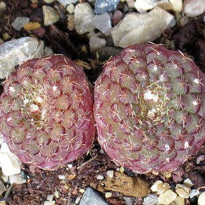 Frailea Cataphracta Seed Trio Uncommon Cacti, Miniature Desert Plant, Ideal for DIY Terrariums & Urban Gardens image 5