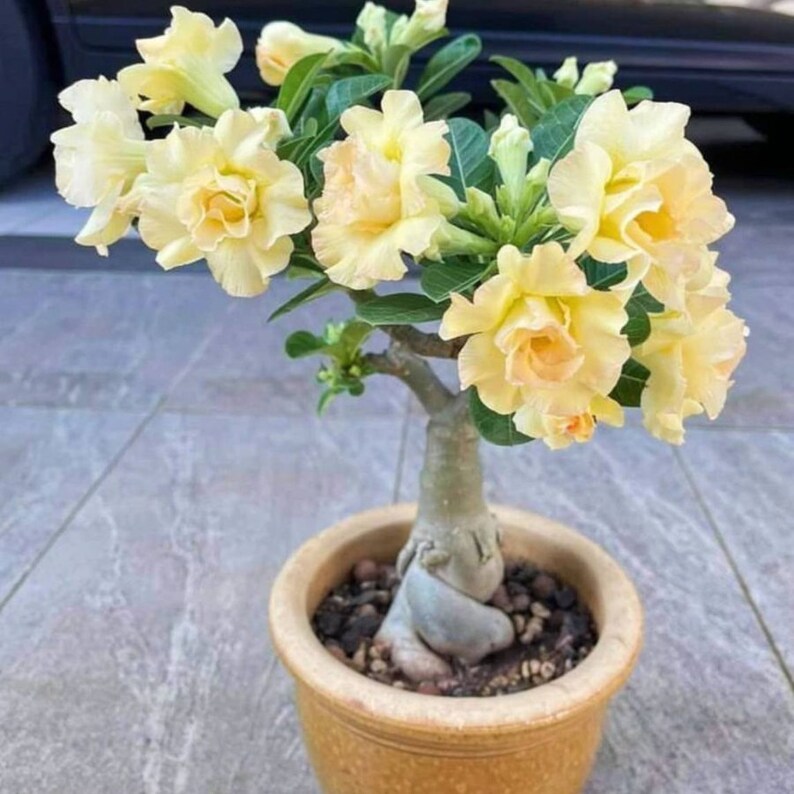 Golden Crown Adenium Arabicum 1st Gen 3 Seeds Pack, Exquisite Bonsai Starter, Perfect Gift for Plant Enthusiasts image 5