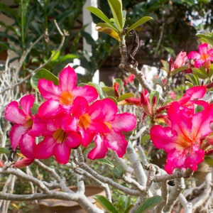 Exotic Adenium Flower Seeds Trio Grow Your Own Arabicum Mix, Ideal for Plant Lovers, Thoughtful Green Thumb Gift image 7
