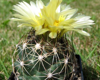 10 Coryphantha Cactus Seeds - Desert Beauty Mix, Easy to Plant & Cultivate, Great for Indoor Plant Enthusiasts
