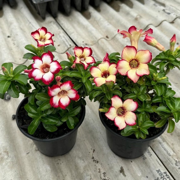 Exotic Desert Rose Seeds - 3 Hybrid Adenium DDC Arabica/Super Red Socotranum, Vibrant Blooms, Ideal for Plant Lovers