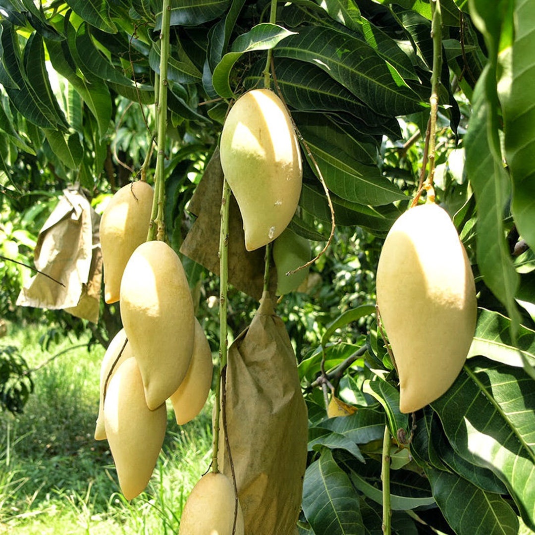 Thai Mango Yellow nam Dok Mai 2/8 Pcs Fresh Seeds Mangifera Etsy