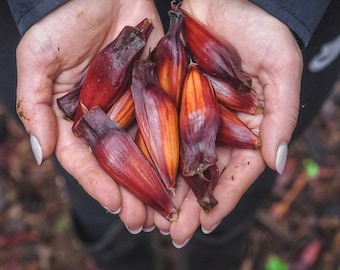 Alligator Pepper Seed Pack (15) - Authentieke Afrikaanse kruiden, verbeter uw gerechten, perfect voor chef-koks en gastronomische geschenken