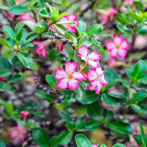 Exotic Adenium Flower Seeds Trio Grow Your Own Arabicum Mix, Ideal for Plant Lovers, Thoughtful Green Thumb Gift image 9