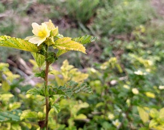 Bala Plant Seeds, Sida Cordifolia, 15 Count - Cultivate Medicinal Herbs, Perfect for Home Gardens, Wellness Enthusiast Gift