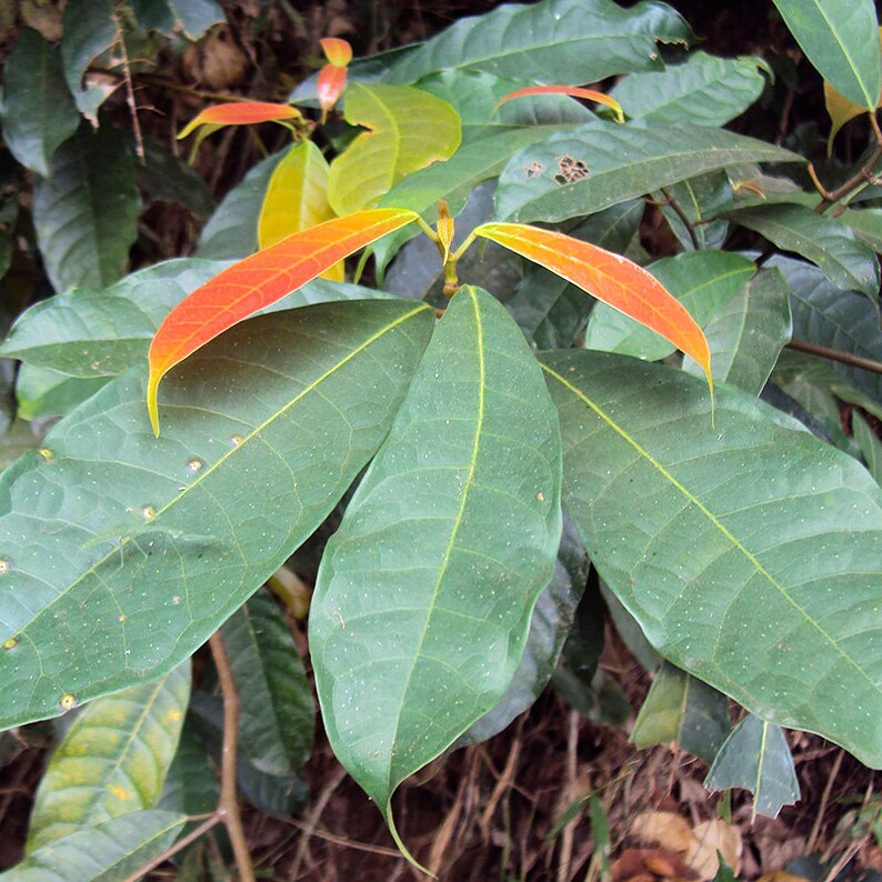 Ficus Nervosa Seeds Exotic Indoor Plant Seeds, Choose Quantity 30/100