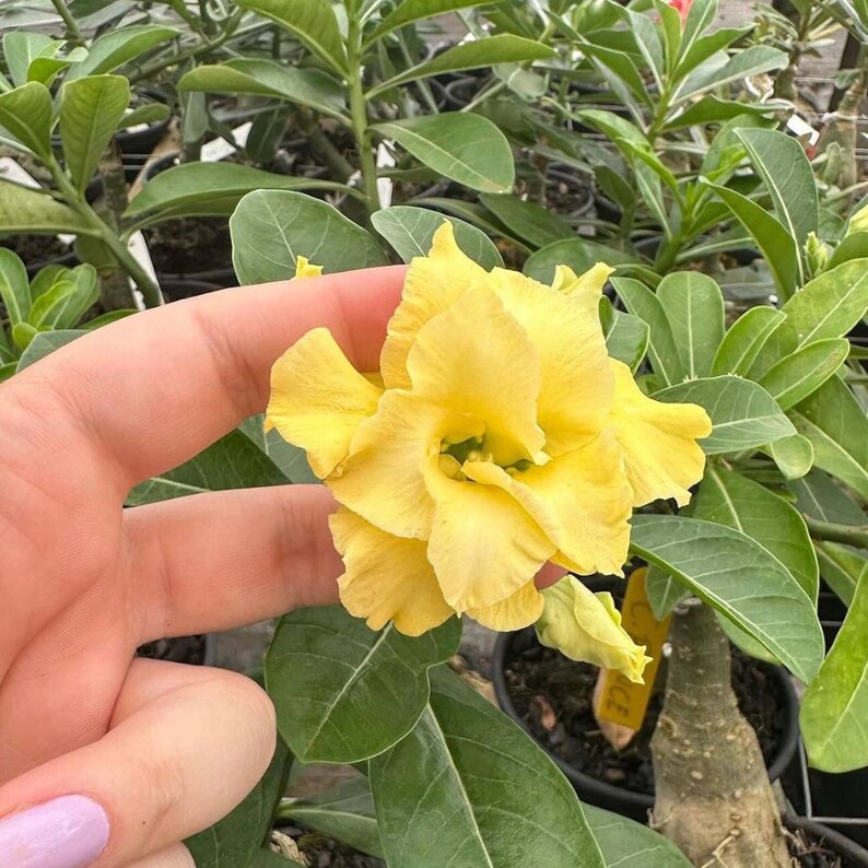 Golden Crown Adenium Arabicum 1st Gen 3 Seeds Pack, Exquisite Bonsai Starter, Perfect Gift for Plant Enthusiasts image 7