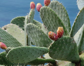 Large Opuncia Cactus Seeds (5 Pcs), Succulent Plant Enthusiast, Create Your Own Dry Climate Oasis