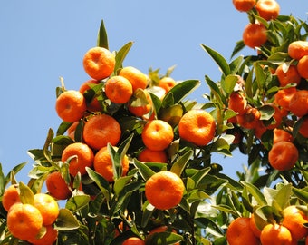 Thai Mandarin Seeds 20 Pcs - Juicy & Sweet Citrus Fruit Seeds, Perfect for Home Gardening