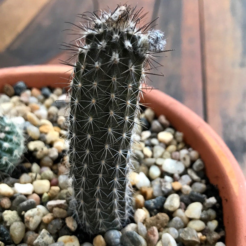 Rare Cactus Seeds Setiechinopsis Mirabilis Start Your Own Desert Oasis with 10 Seeds, Ideal Gift for Plant Lovers image 9