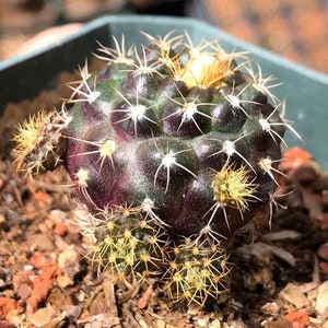 Rare Cactus Frailea Grahliana Seeds, Bundle of 10 Ideal for DIY Desert Landscaping, Thoughtful Present for Succulent Collectors zdjęcie 7