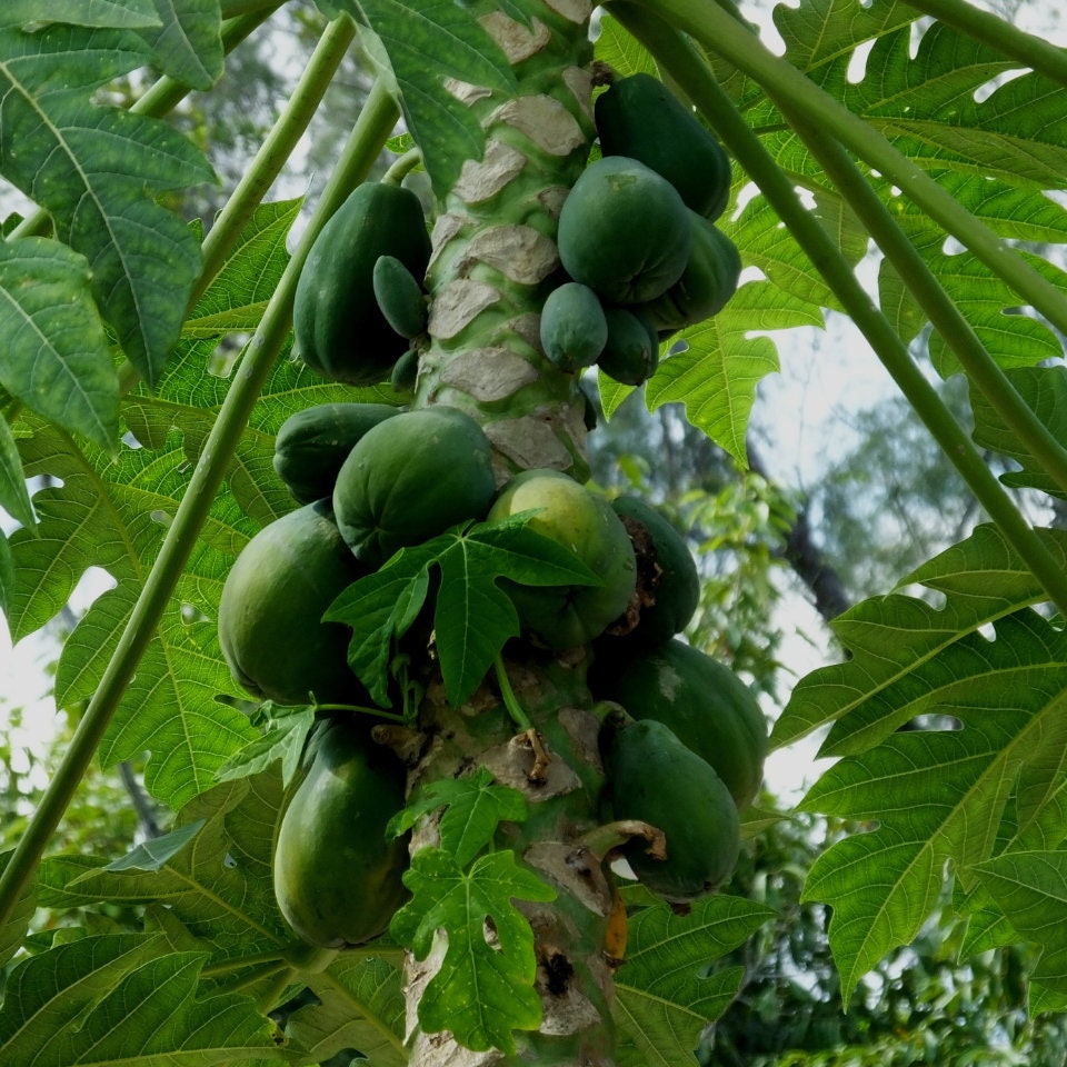 Papaya Tree Seeds 30 Pack Carica Papaya, Nongmo, Tropical Fruit Garden