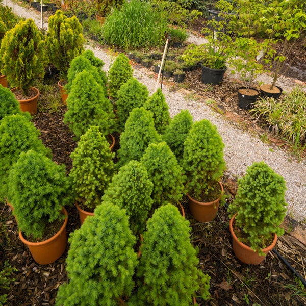 Grow Your Own Himalayan Cypress - Cupressus Torulosa Seeds Pack 50/200/1000, Perfect for Bonsai Enthusiasts