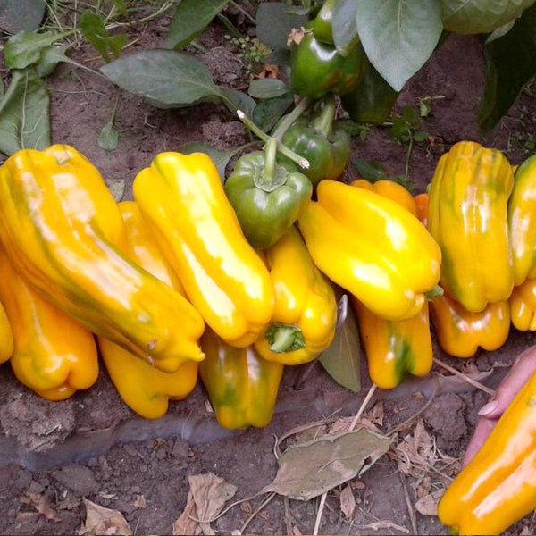 Yellow Monster Sweet Pepper Seeds - 5 Pack, Vibrant Home-Garden Vegetables, Grow Your Own Healthy Snacks