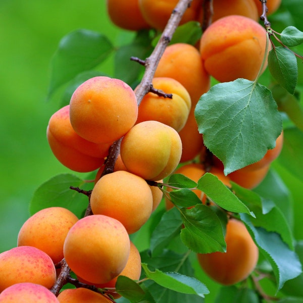 Rare Wild Indian Apricot Seeds - Pack of 10, Non-GMO Small Fruit Seeds for Home Gardens, Thoughtful Gift for Nature Lovers