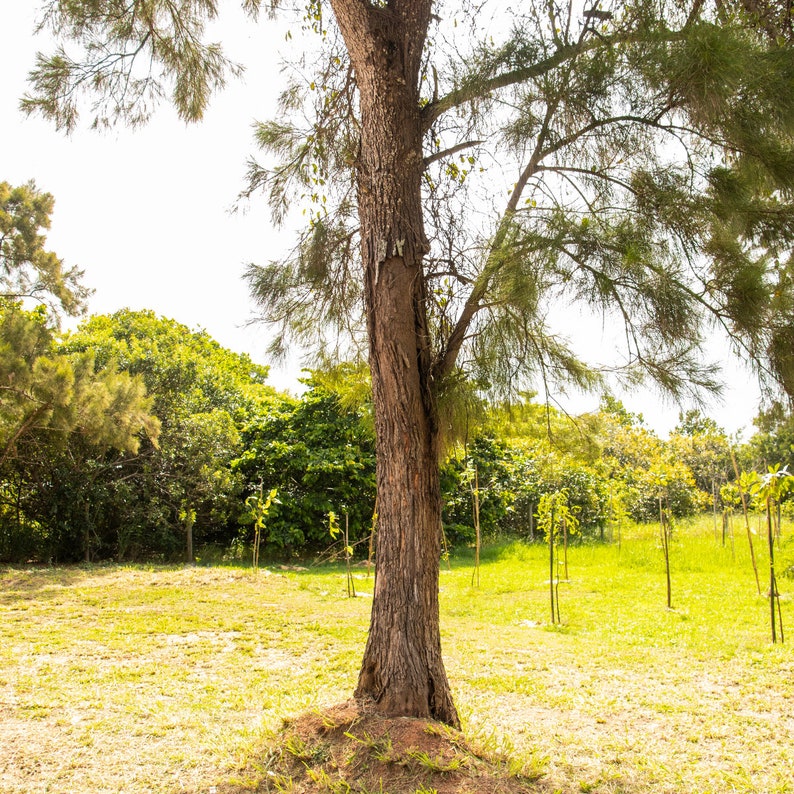 Casuarina Equisetifolia Seeds Grow Your Own Suru Tree, Australian Pine Home Garden, Eco-Friendly Gift 50/200/1000 Pack image 10