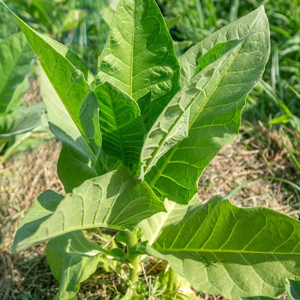 Tobacco Okinawa 30/100/500 Pcs fresh seeds, Nicotiana tabacum, Tobacco bush seeds, Organic seeds, Non GMO