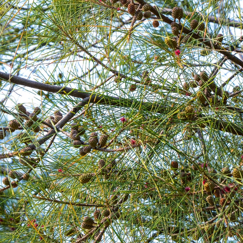 Casuarina Equisetifolia Seeds Grow Your Own Suru Tree, Australian Pine Home Garden, Eco-Friendly Gift 50/200/1000 Pack image 7