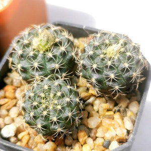 Rare Cactus Frailea Grahliana Seeds, Bundle of 10 Ideal for DIY Desert Landscaping, Thoughtful Present for Succulent Collectors zdjęcie 3