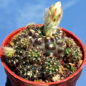 Rare Cactus Frailea Grahliana Seeds, Bundle of 10 Ideal for DIY Desert Landscaping, Thoughtful Present for Succulent Collectors zdjęcie 10