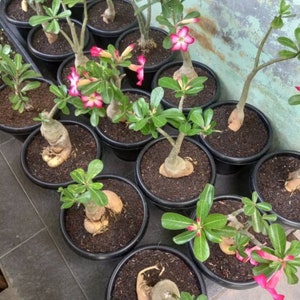 Golden Crown Adenium Arabicum 1st Gen 3 Seeds Pack, Exquisite Bonsai Starter, Perfect Gift for Plant Enthusiasts image 8