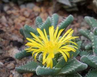 Succulent Enthusiast's Dream - 10 Faucaria Tuberculosa Seeds, Start Your Own Desert Garden, Perfect Gift for Green Thumbs