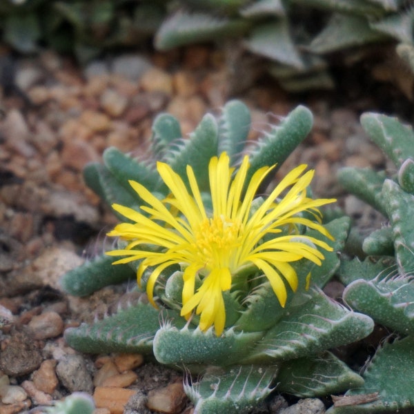 Succulent Enthusiast's Dream - 10 Faucaria Tuberculosa Seeds, Start Your Own Desert Garden, Perfect Gift for Green Thumbs