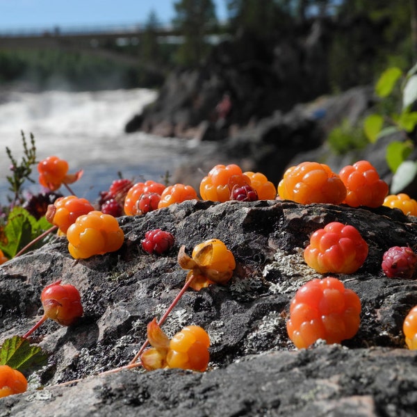 Cloudberry Seed Kit (5) - Grow Your Own Rubus chamaemorus, Arctic Delight, Perfect Gift for Garden Enthusiasts