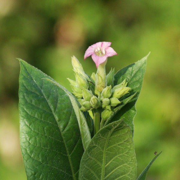 Tobacco Dominican Republic, Exotic Nicotiana Tabacum Seeds, Grow Your Own Cigar Fillers, Gardening Gift