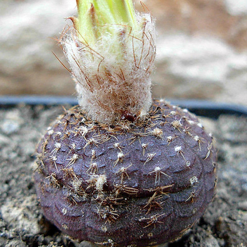 Frailea Cataphracta Seed Trio Uncommon Cacti, Miniature Desert Plant, Ideal for DIY Terrariums & Urban Gardens image 6