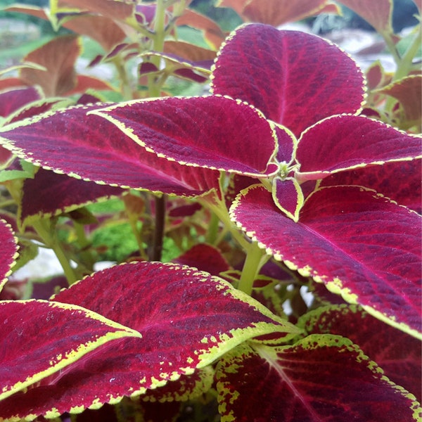 Exquisite Caladium Seed Collection - 10 Assorted Seeds, Create Your Own Lush Rainforest Garden