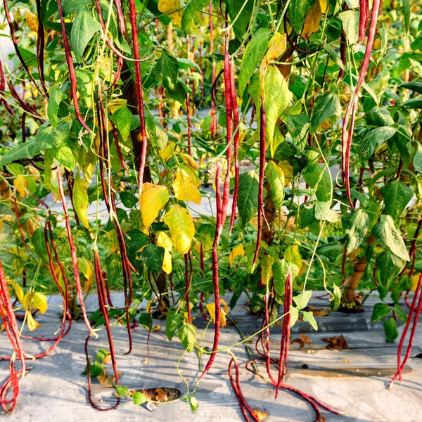 Heirloom Red Chavli Seeds (10/30/50) - Vibrant & Hardy Legume for Home Gardening, Perfect Gardener's Gift