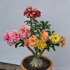 Exquisite Adenium Socotranum Seeds, 'Black Gold Crown' - 3 Pack for Desert Rose Lovers, Thoughtful Gardener's Gift